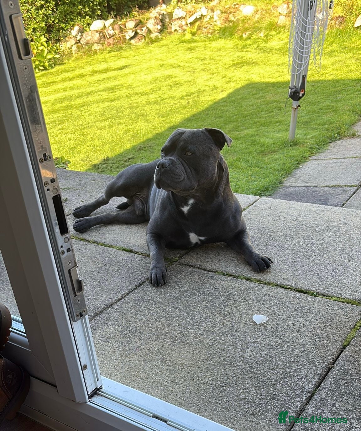 Staffordshire Bull Terrier dogs Blue Staffordshire Bull Terrier for Stud - Advert 7