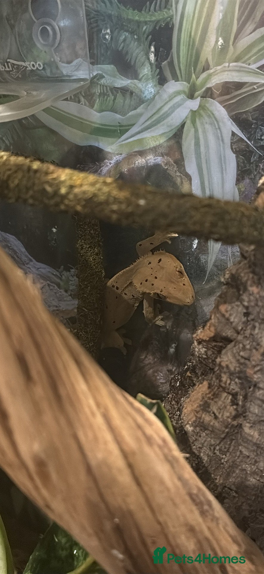 Gecko reptiles Dalmatian crested gecko  - Advert 2