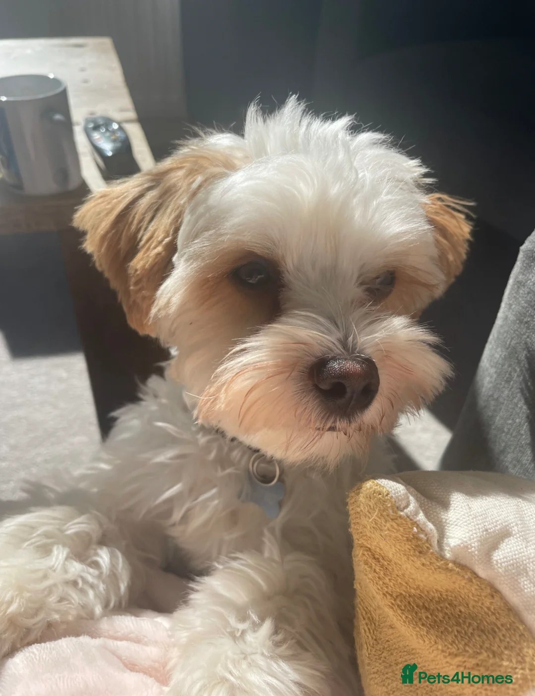 Biewer Terrier dogs for stud: Gold dust biewer for stud (health tested) in Weymouth - Advert 10