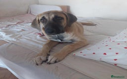 Anatolian Shepherd dogs for adoption: Dzana is 6 month Macedonian rescue pup  - Image 7