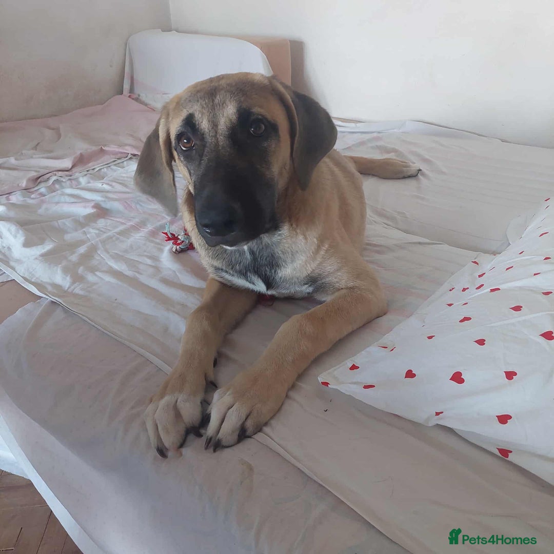 Anatolian Shepherd dogs for adoption: Dzana is 6 month Macedonian rescue pup  - Image 7