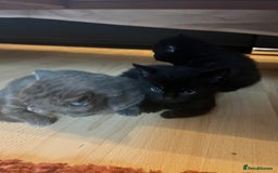 British Shorthair cats for sale: Kittens  - Image 1
