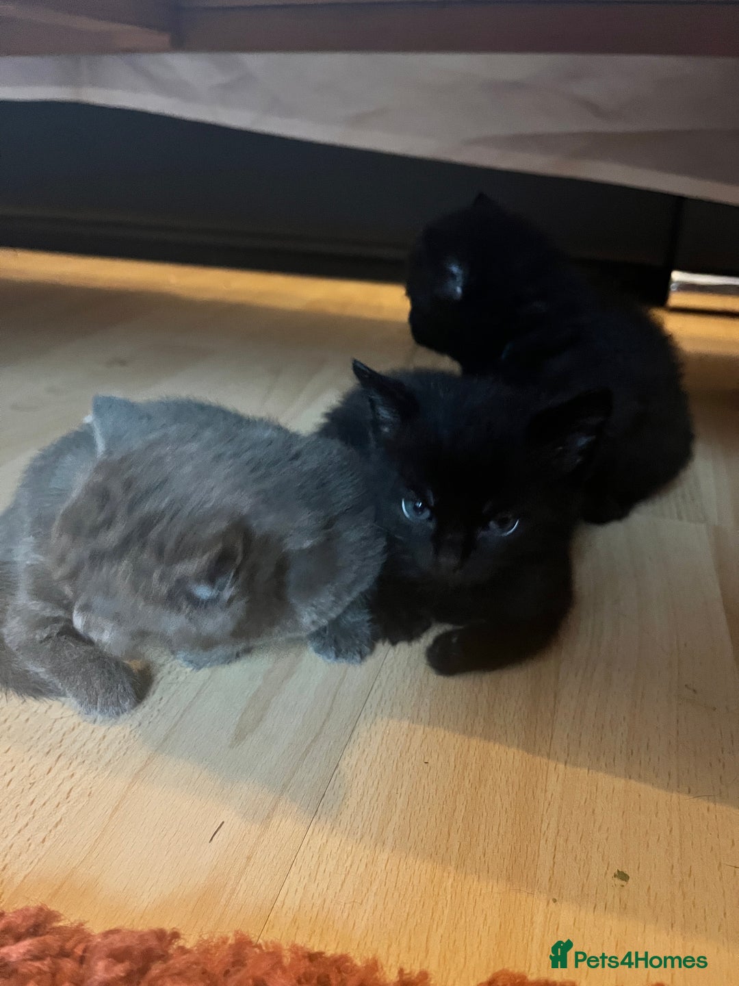 British Shorthair cats for sale: Kittens  - Image 1