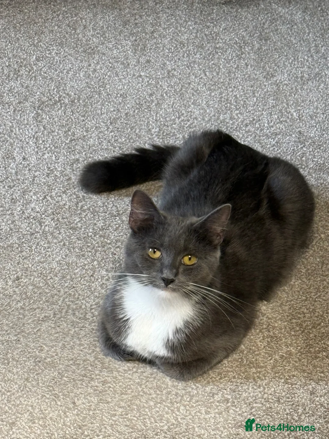 British Shorthair cats for sale: Five girls  - Advert 1