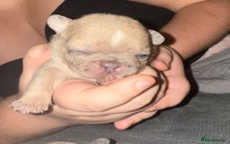 French Bulldog dogs for sale: Female French bulldog puppies - Advert 10