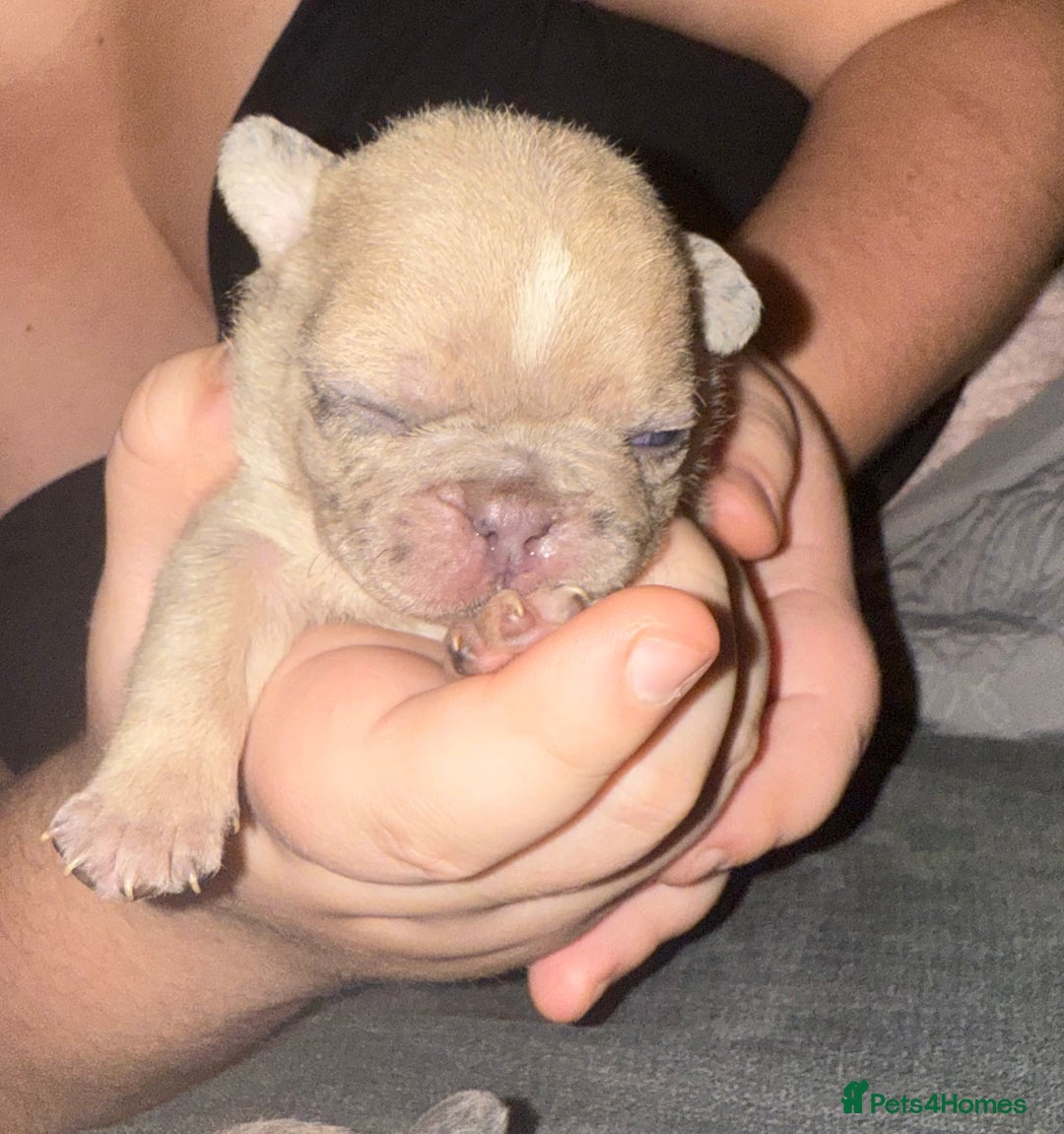 French Bulldog dogs for sale: Female French bulldog puppies - Advert 10
