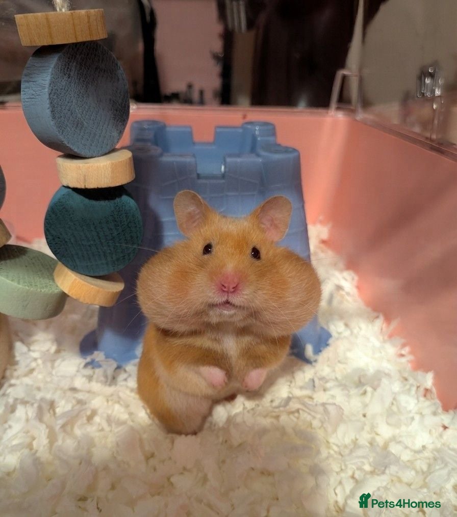 Hamster rodents Cage and Cinnamon female syrian hamster  - Advert 3