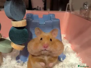 Hamster rodents Cage and Cinnamon female syrian hamster - Advert 3