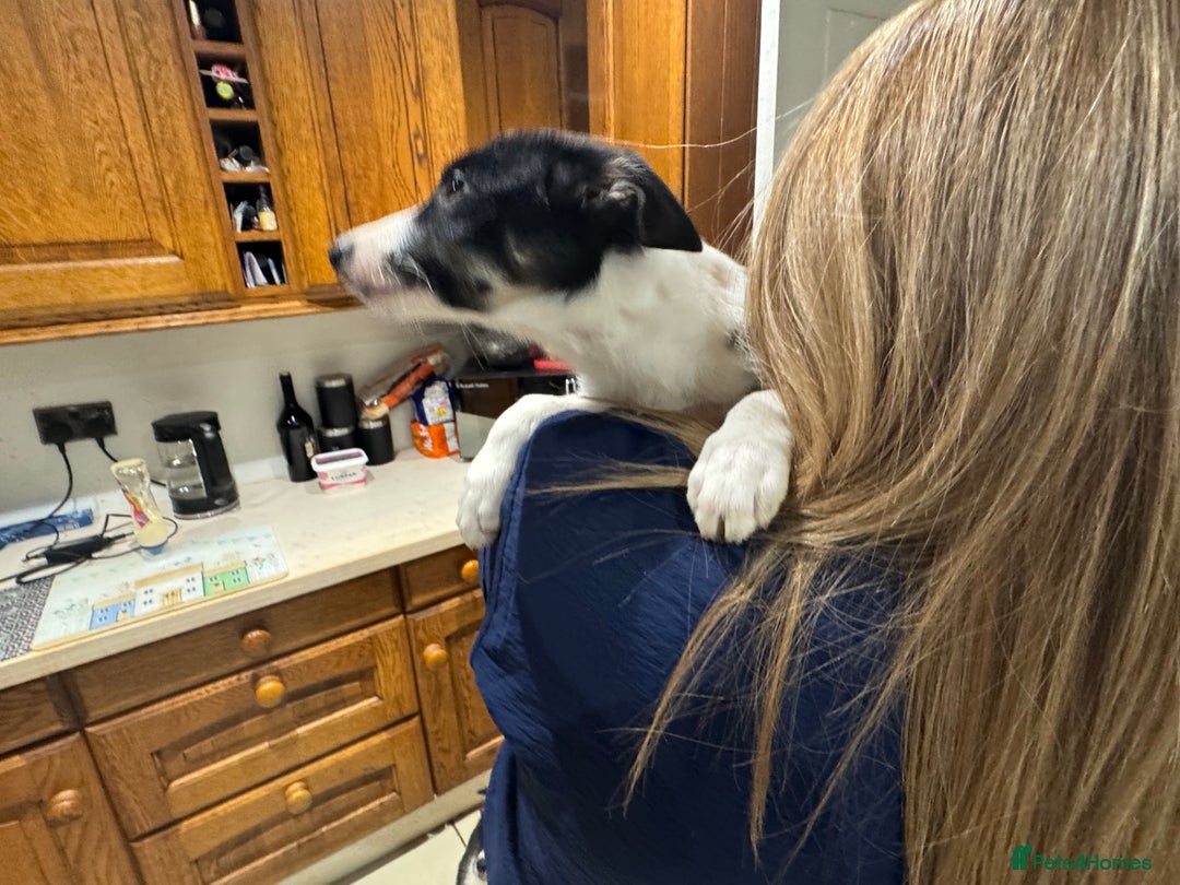 Border Collie dogs for sale: For sale 3 GILR border collie  - Advert 11