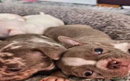 Mixed Breed dogs for sale: Last Beautiful Pink Frenchton Boy Pup Available  - Image 7