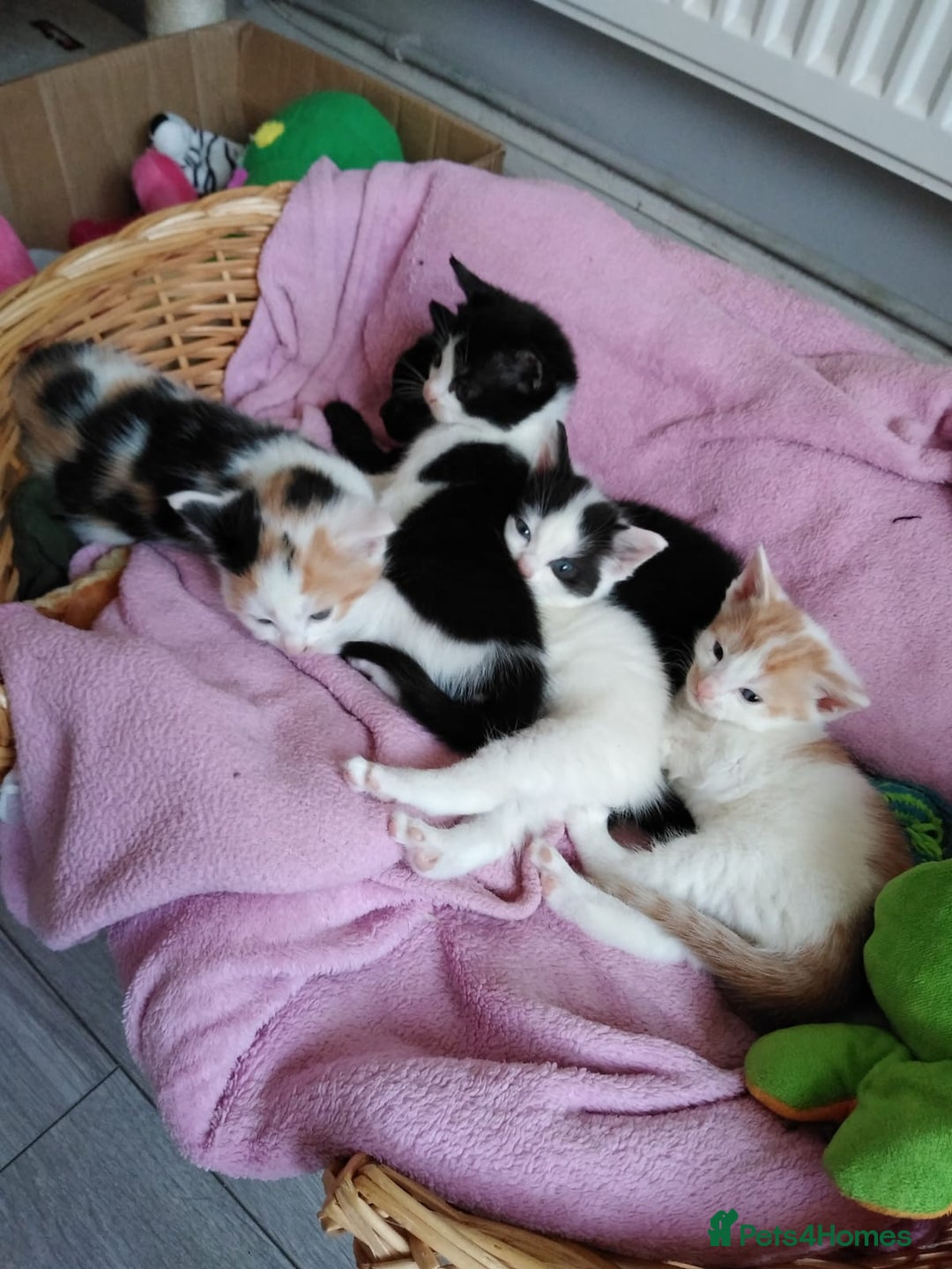 Mixed Breed cats for sale: Beautiful 3 girls looking for home black white  - Advert 3