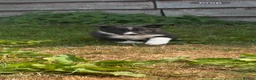 Border Collie dogs for sale: 9 Border Collie Puppies For Sale - Advert 11