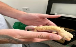 Leopard Gecko reptiles for sale: Albino leopard gecko  - Image 10