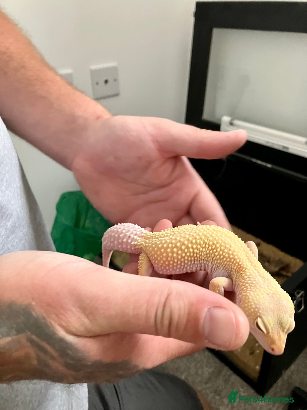 Leopard Gecko reptiles for sale: Albino leopard gecko  - Image 10