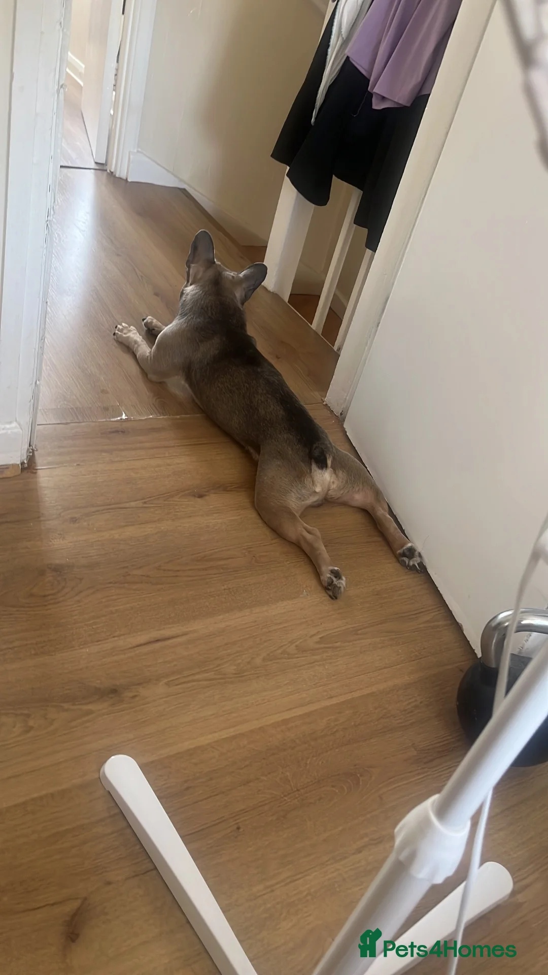 French Bulldog dogs for sale: French bulldog for sale  - Advert 2