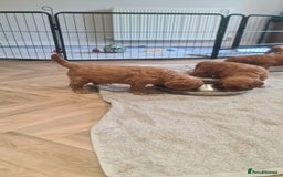 Goldendoodle dogs for sale: 🐾 Adorable Standard Goldendoodle Puppies 🐾 - Image 30