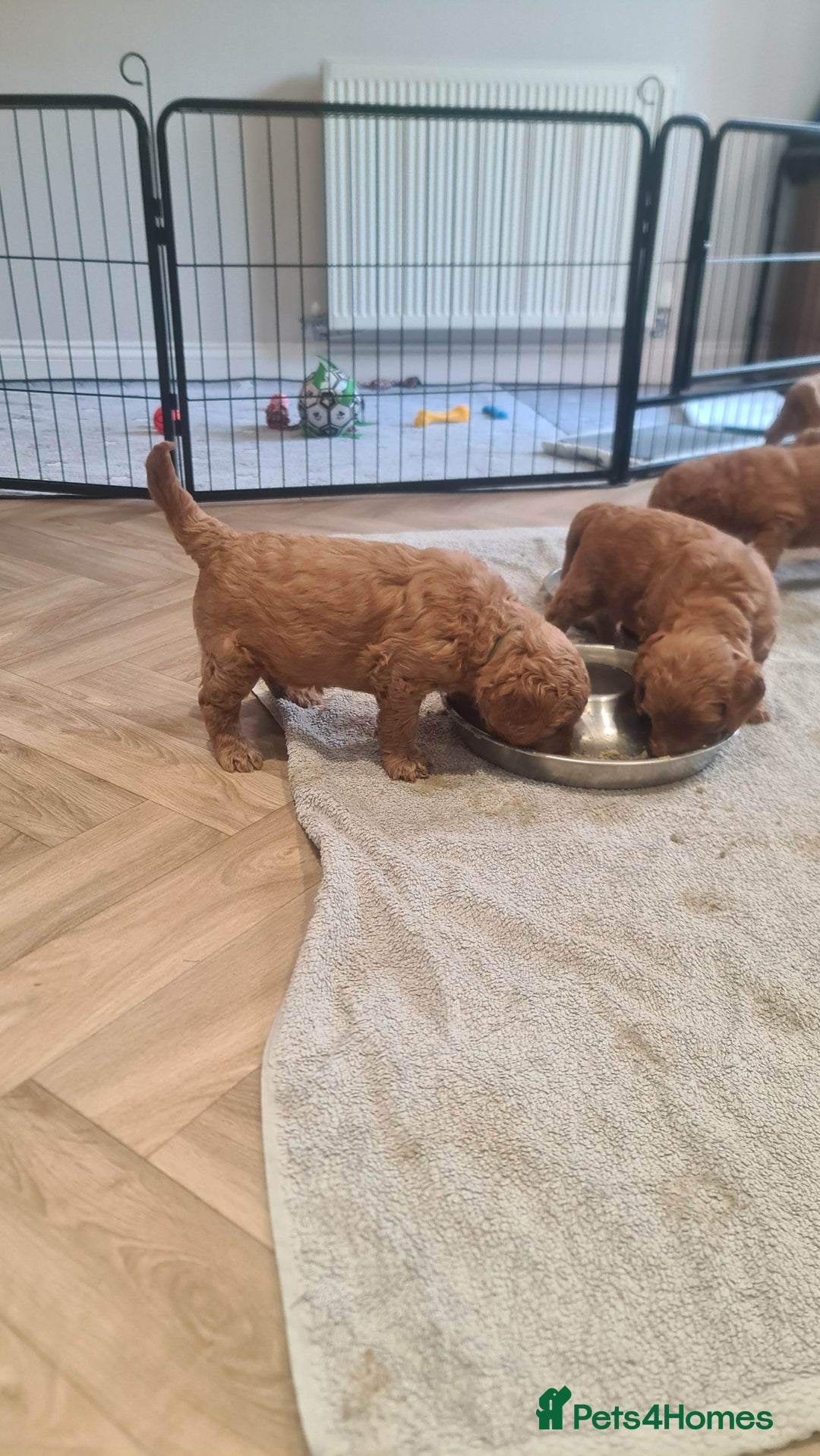 Goldendoodle dogs for sale: 🐾 Adorable Standard Goldendoodle Puppies 🐾 - Image 30