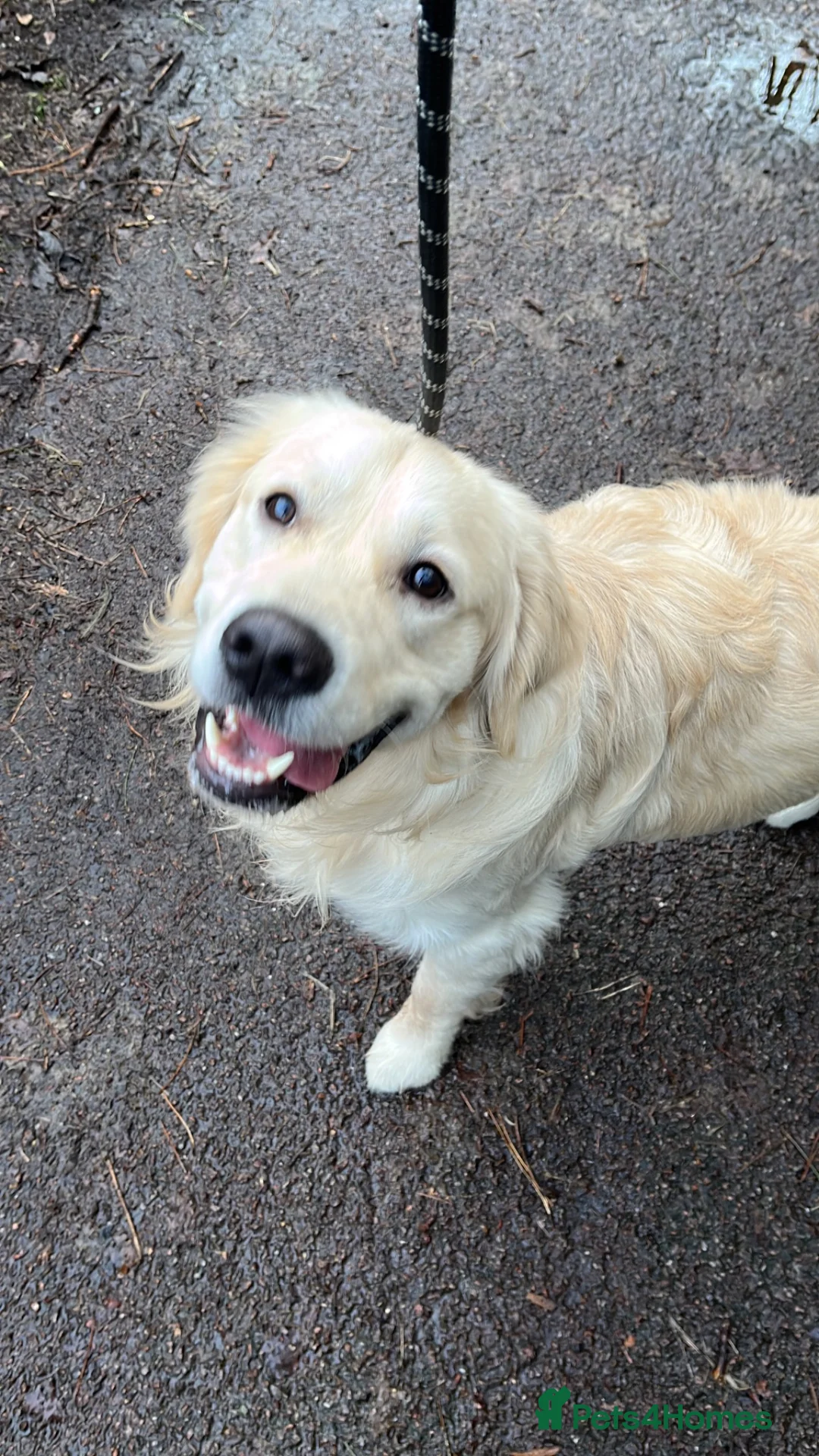 Golden Retriever dogs for sale: Meet Buddy! My best friend - Advert 2