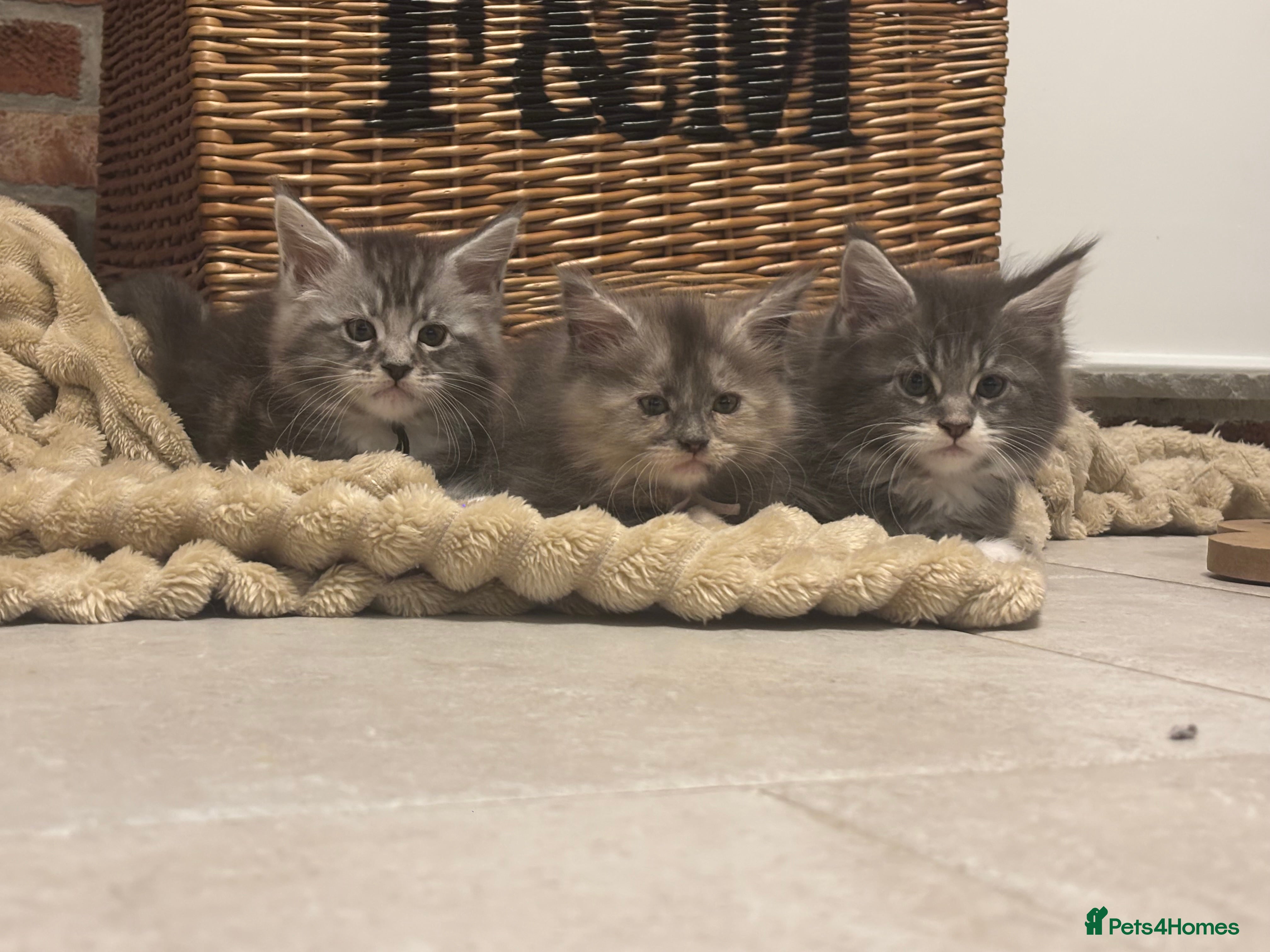 Maine Coon cats TICA Maine Coon Kittens  - Advert 12