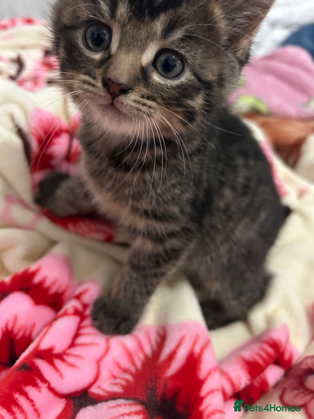 British Shorthair cats for sale: 4 tabby kittens for sale (2 boys 2 girls) - Advert 10