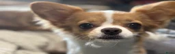 Chihuahua dogs for stud: Lenny in Cannock - Advert 11