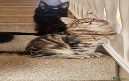 Maine Coon cats for sale: Pure maine coon kittens - Image 18
