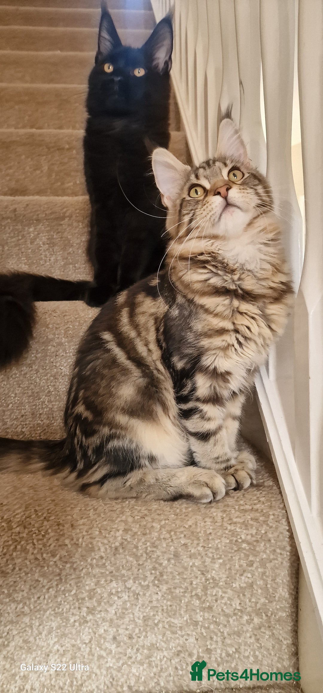 Maine Coon cats for sale: Pure maine coon kittens - Image 18