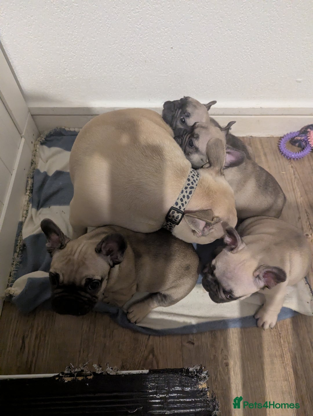 French Bulldog dogs for sale: French Bulldog Puppies  - Image 14