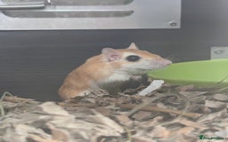 Guinea Pig rodents for sale: Guinea Pigs and other rodents available - Image 10