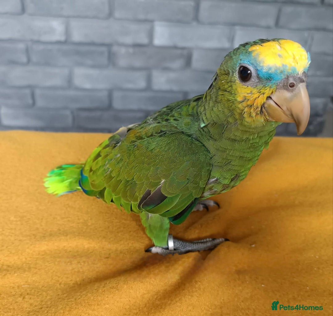 Parrots birds for sale: Baby Orange Winged Amazon Very Tame  - Advert 5