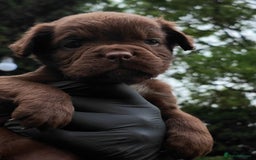 Old Tyme Bulldog dogs for sale: Fluffy Olde English Bulldogs – Ready Now 🏡 - Image 1