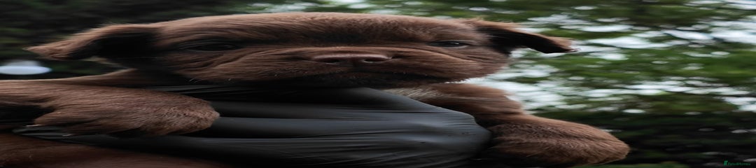 Olde English Bulldog Puppy 1