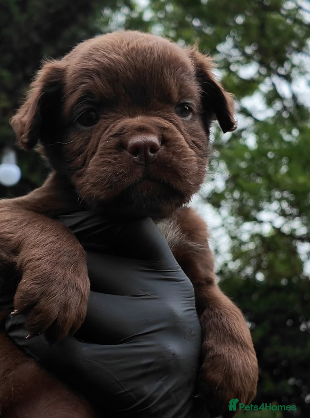 Old Tyme Bulldog dogs for sale: Fluffy Olde English Bulldogs – Ready Now 🏡 - Image 1