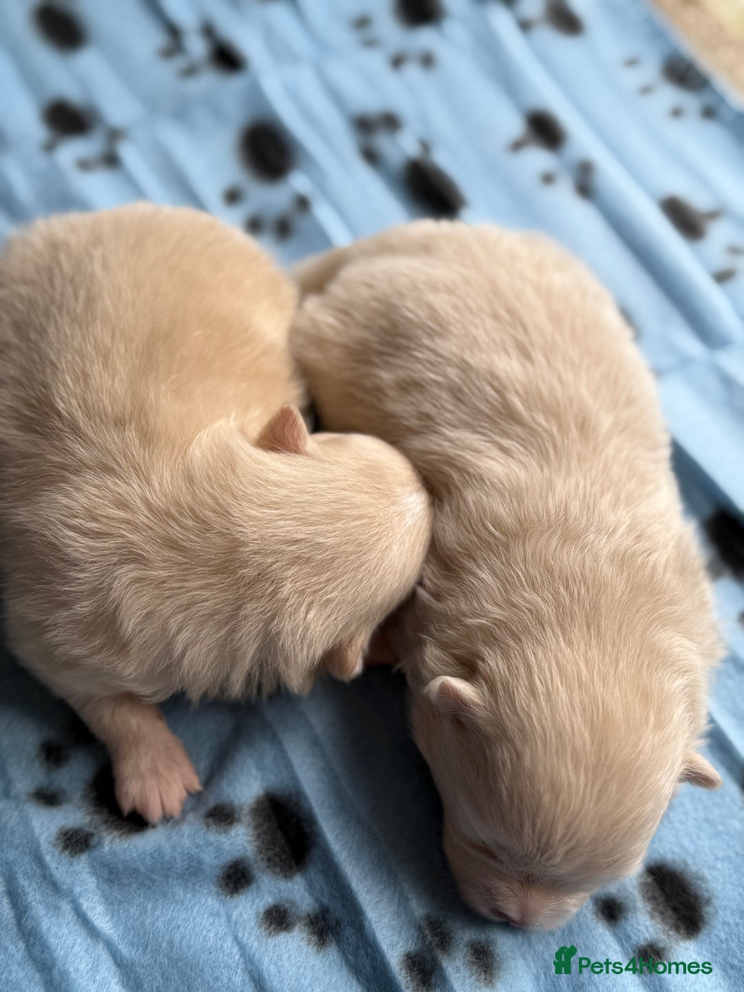 Pomeranian dogs for sale: BEAUTIFUL POMERANIAN PUPPIES  - Image 30