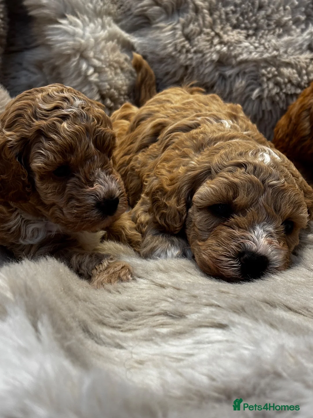 Cavapoochon dogs for sale: 🐾 Beautiful F2 Cavapoochon Puppies 🐾 - Advert 1