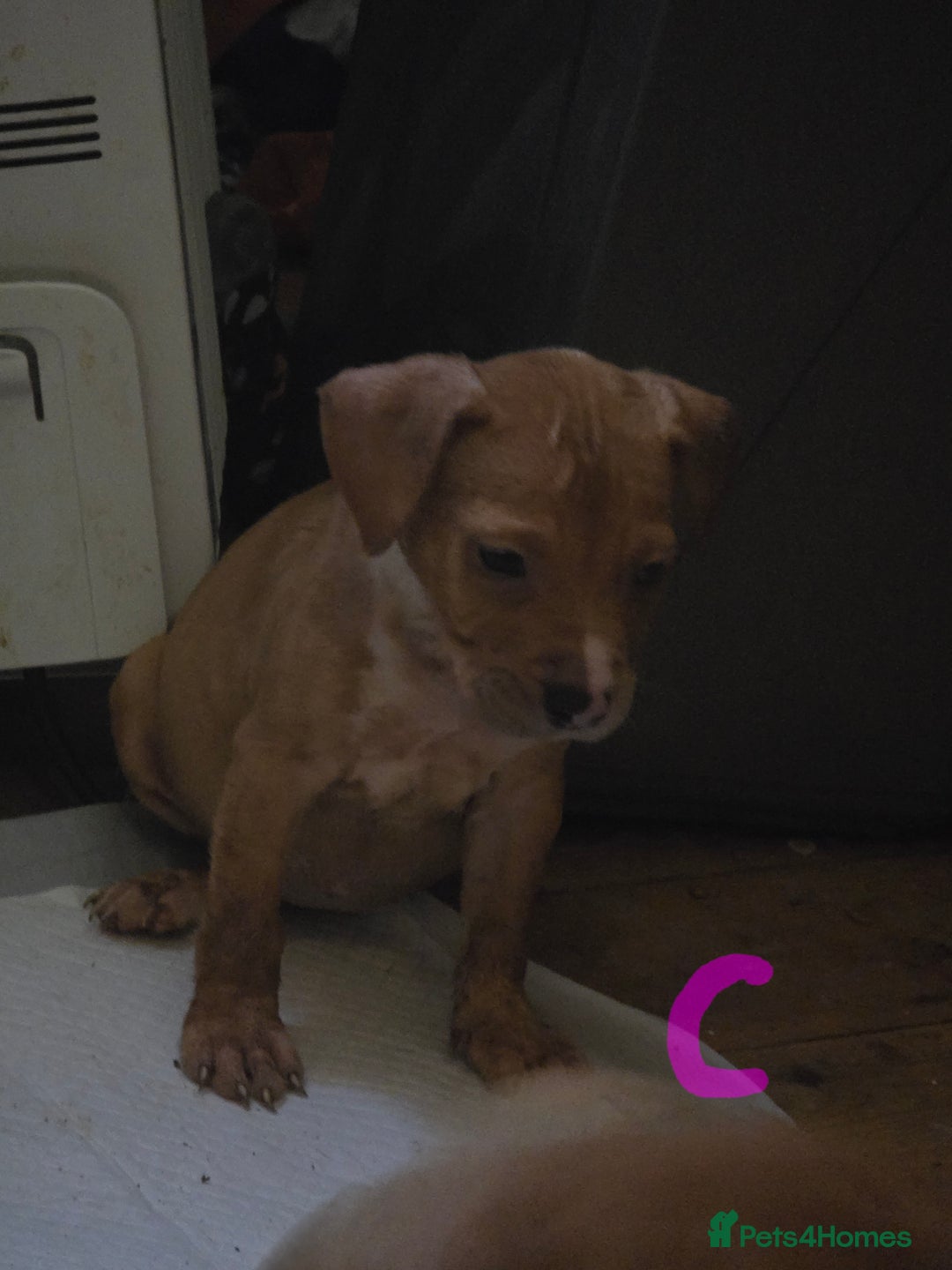 Mixed Breed dogs for sale: 3 female 9 week old puppies - Advert 4