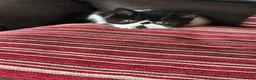 Exotic cats for sale: Hello my name is Tyson - Advert 6