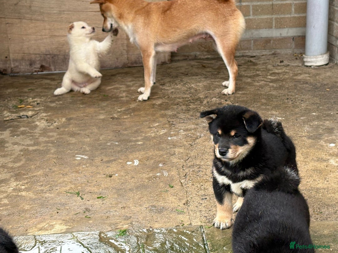 Japanese Shiba Inu dogs for sale: Multi champion Japanese Shiba Inu’s - Image 9