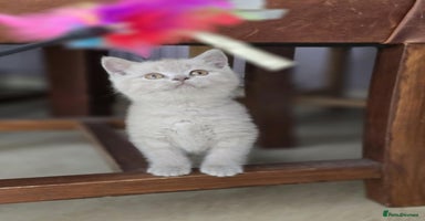 British Shorthair cats - Advert 2