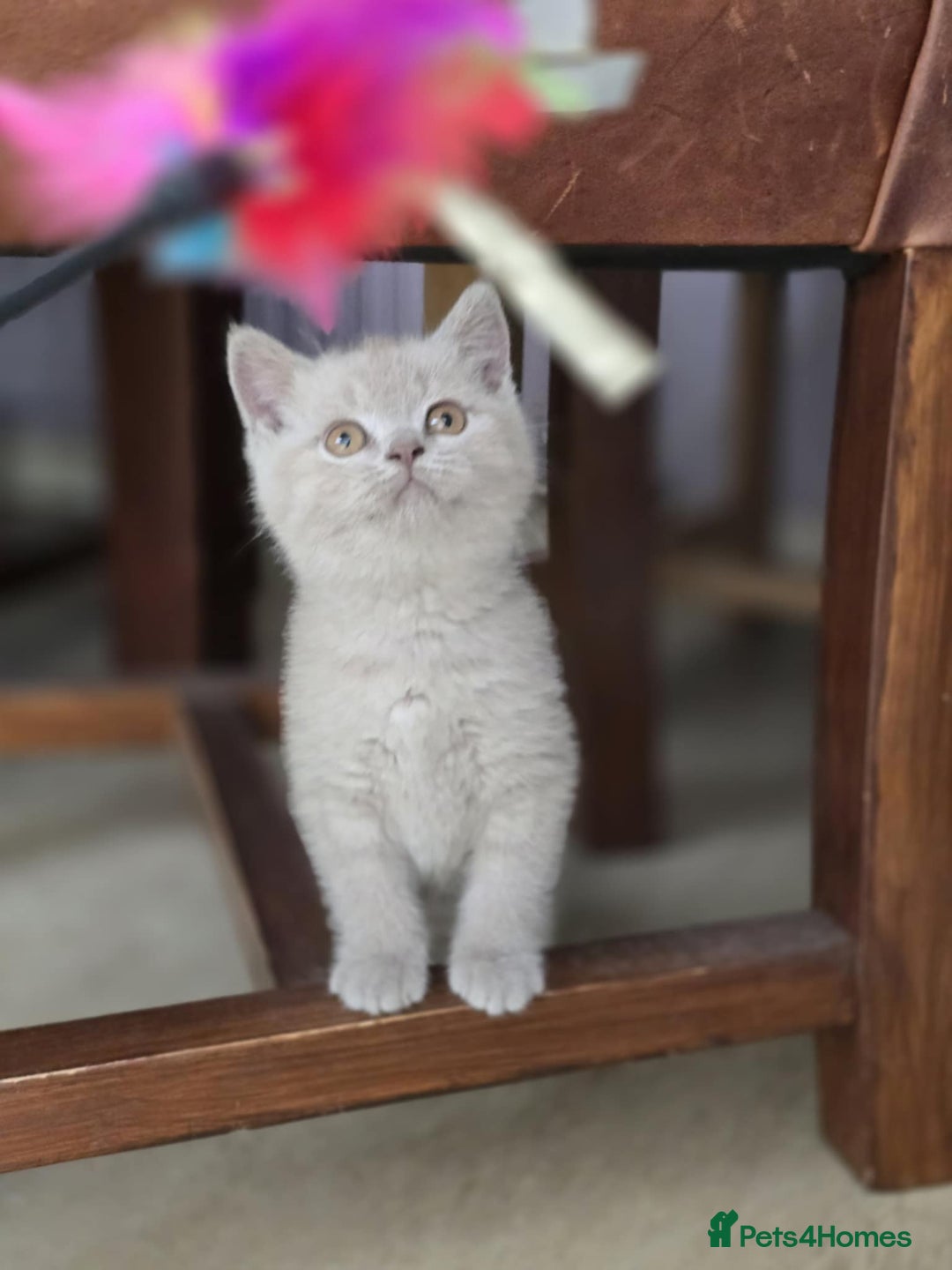 British Shorthair cats for sale: British shorthair  - Image 3
