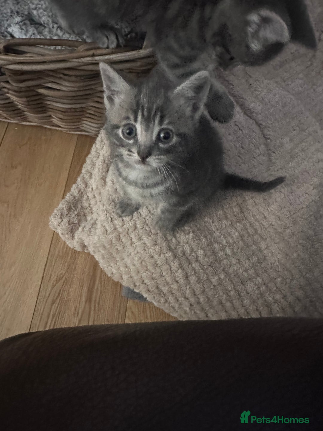 Mixed Breed cats for sale: 3 little grey cuties  - Advert 22