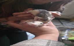 Mouse rodents for sale: Mouse / Rats for same  - Image 5