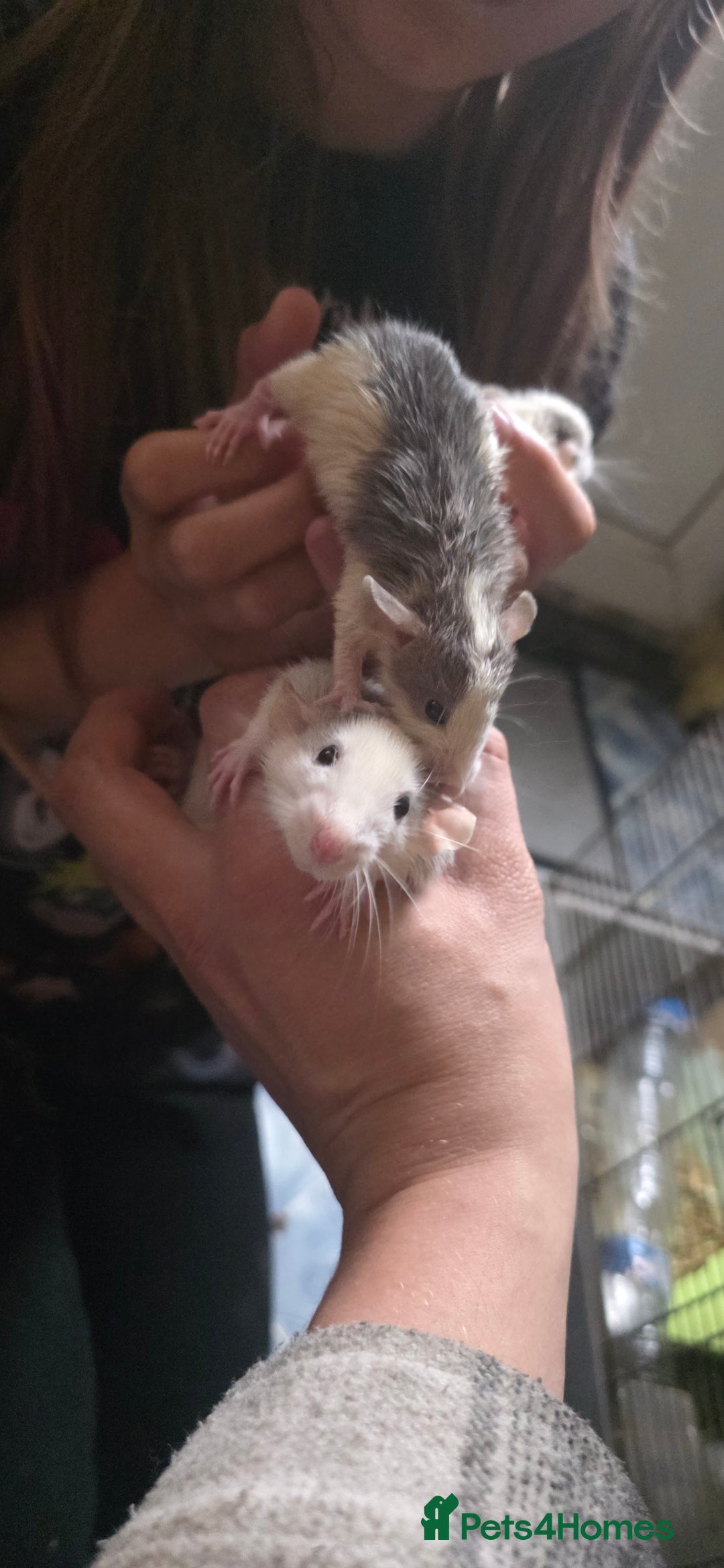 Mouse rodents for sale: Mouse / Rats for same  - Image 5