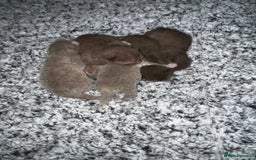 British Shorthair cats for sale: 🏆cinnamon & lilac british shorthair babies 🏆 - Advert 1