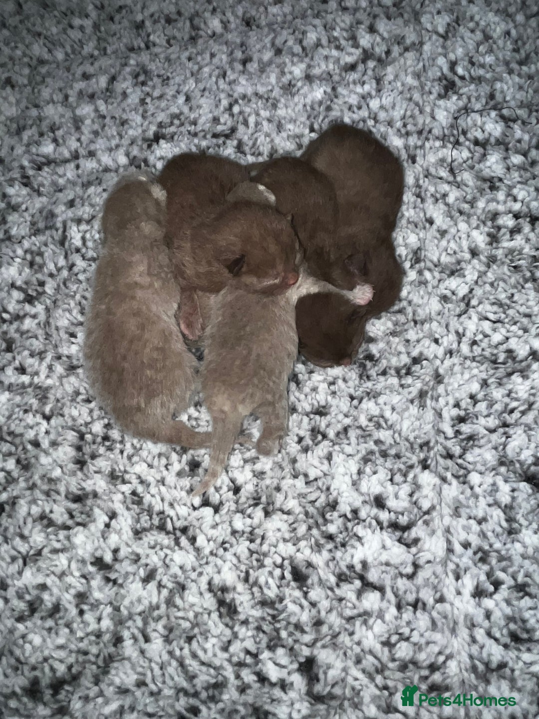 British Shorthair cats for sale: 🏆cinnamon & lilac british shorthair babies 🏆 - Advert 1