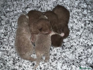 British Shorthair cats 🏆cinnamon & lilac british shorthair babies 🏆 - Advert 1