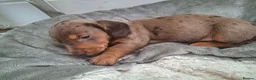 Miniature Dachshund dogs for sale: Miniature Dachshund puppies  in Derby - Advert 17