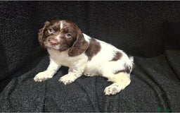 Cocker Spaniel dogs for sale: Cocker Spaniel puppies - Advert 17