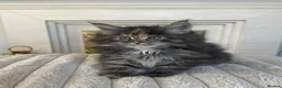 Maine Coon cats for sale: Maine coon kittens  - Advert 7
