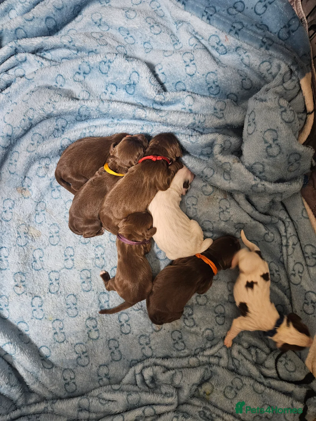 Cocker Spaniel dogs for sale: Cocker spaniel pups  - Advert 2